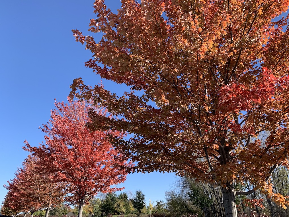 Autumn trees in a row