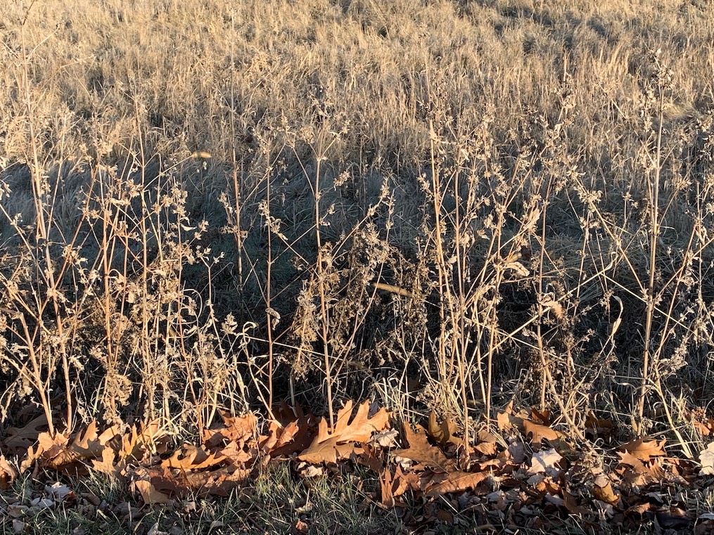 fall leaves