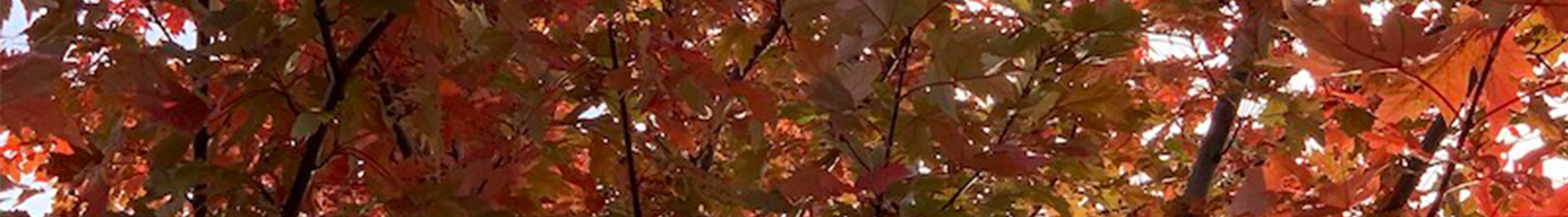 fall web banner