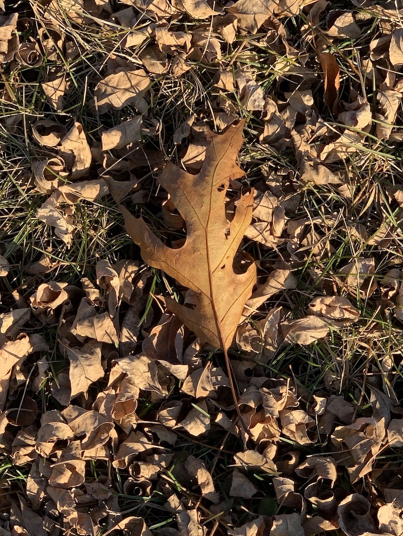 Leaves on ground