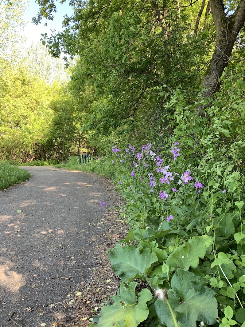 Purple flowers in green