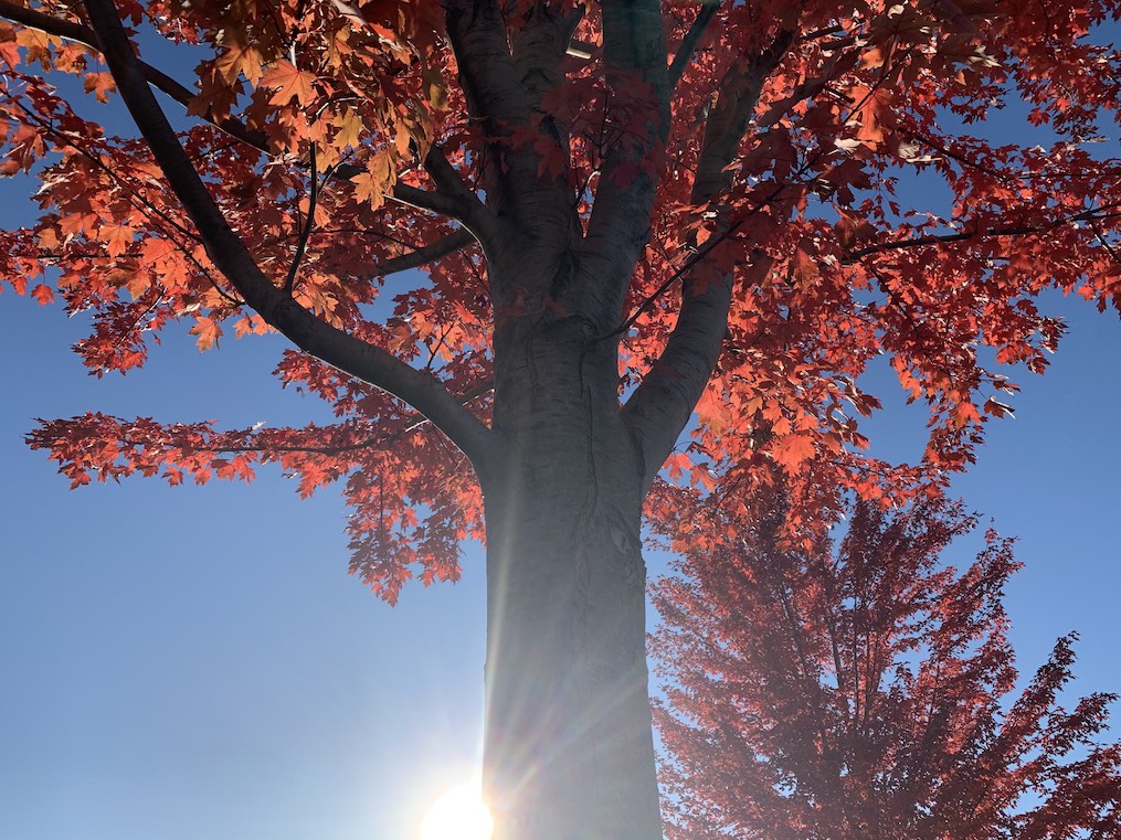 Trees in cloud