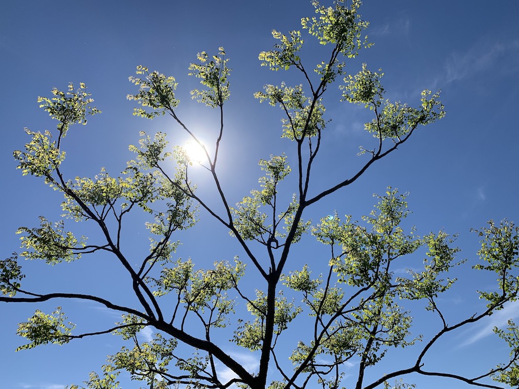 Tree in sky