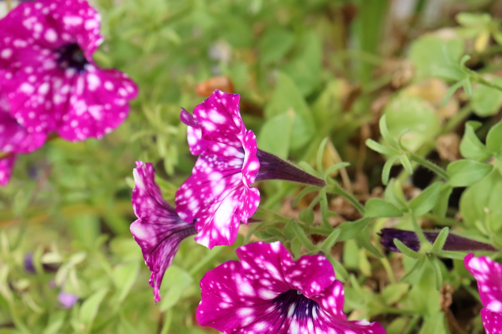 violet galaxy flowers