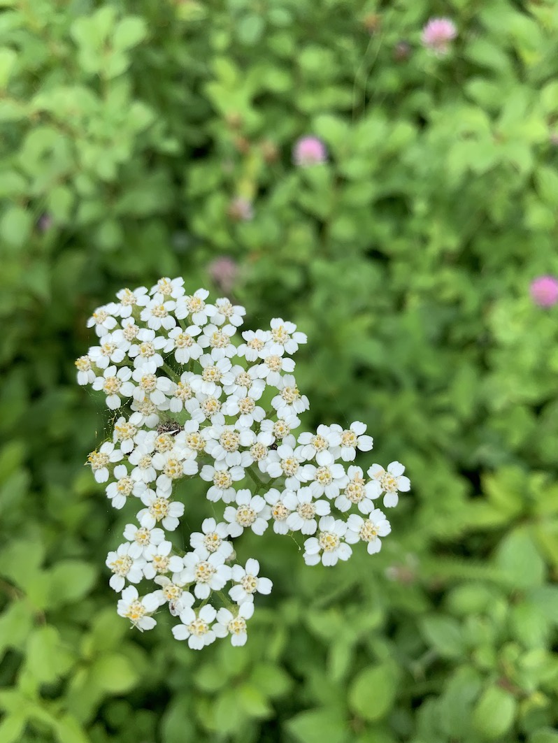 White flowers