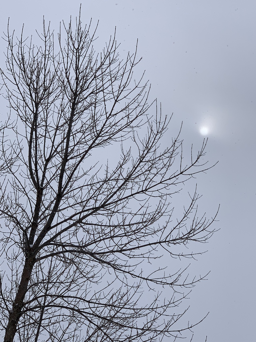 winter moon and tree